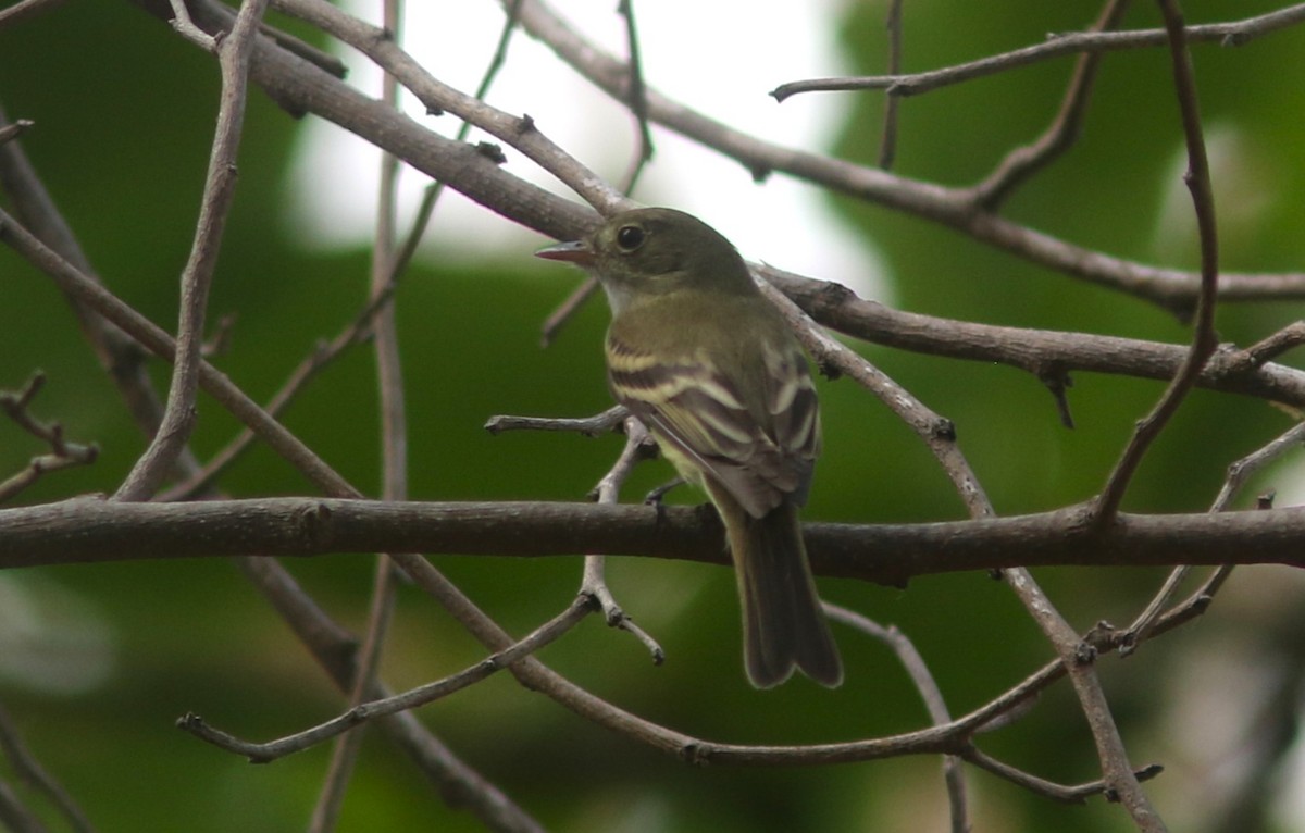 Acadian Flycatcher - ML634352262