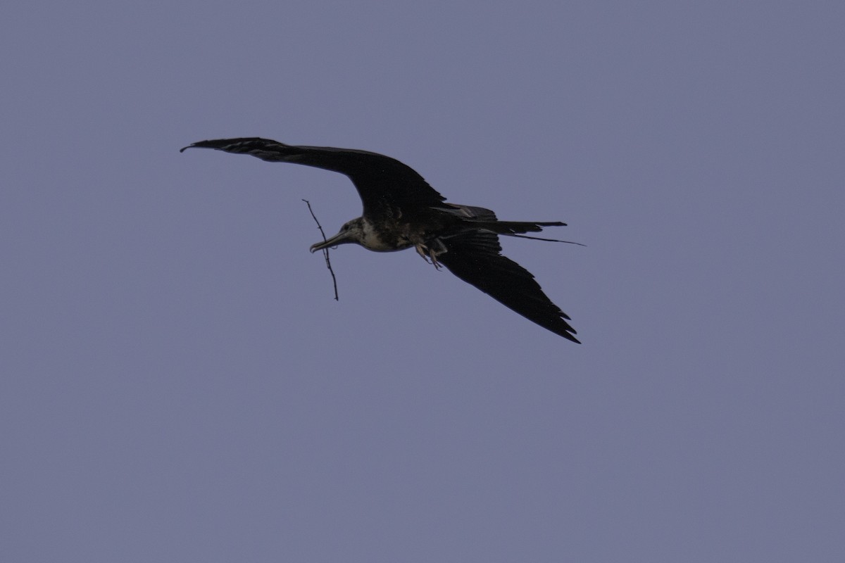 Magnificent Frigatebird - ML634352290