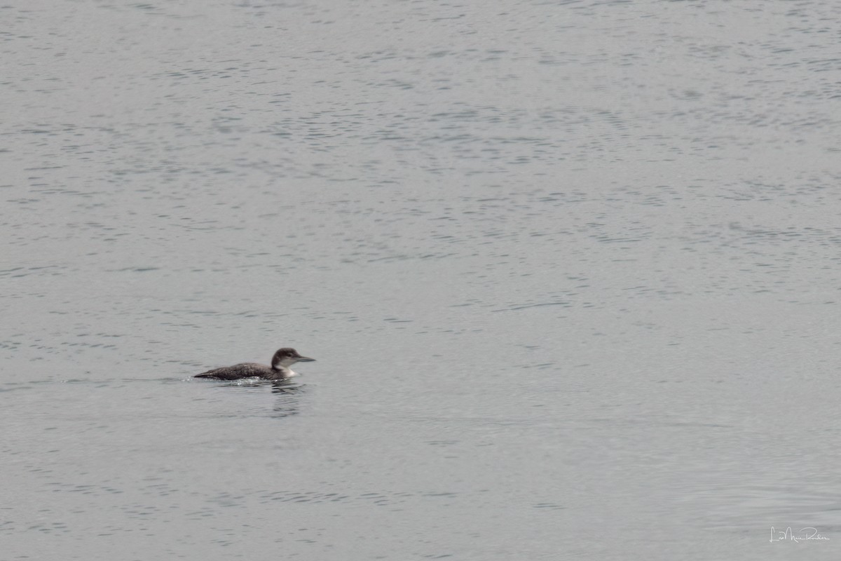 Plongeon huard - ML634352294