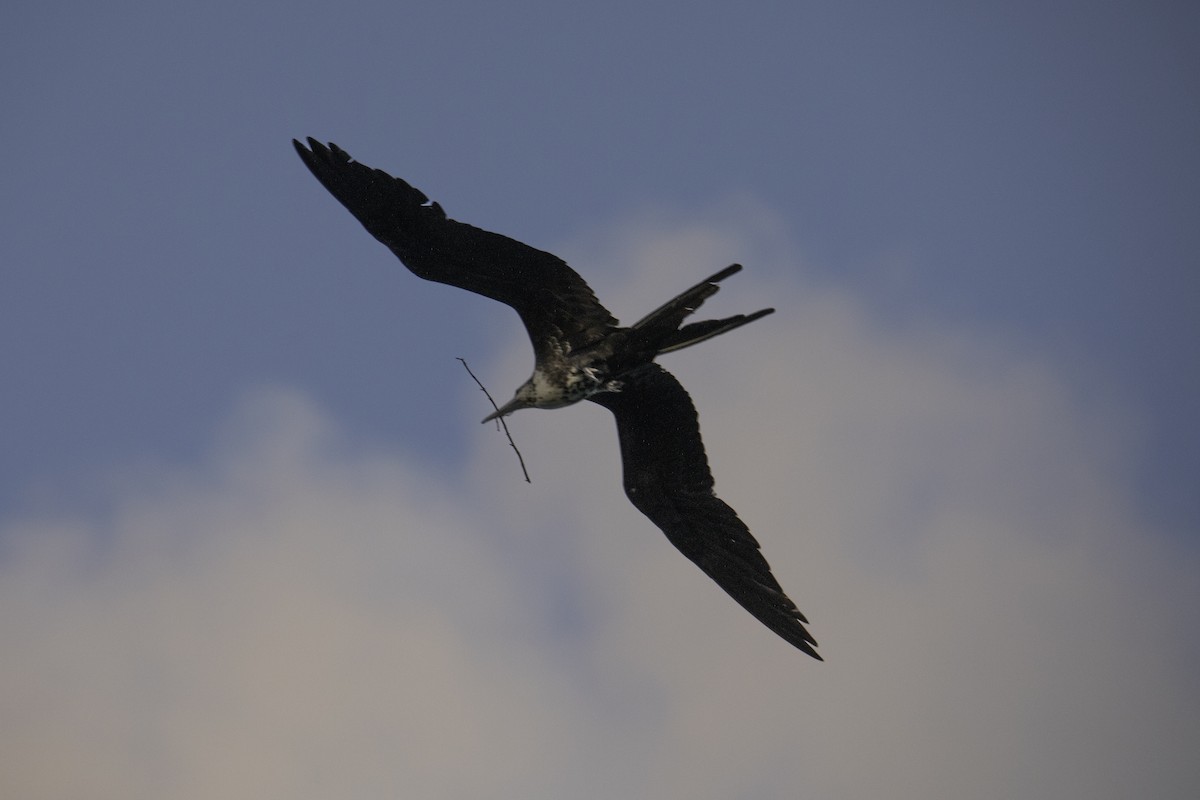 Magnificent Frigatebird - ML634352296