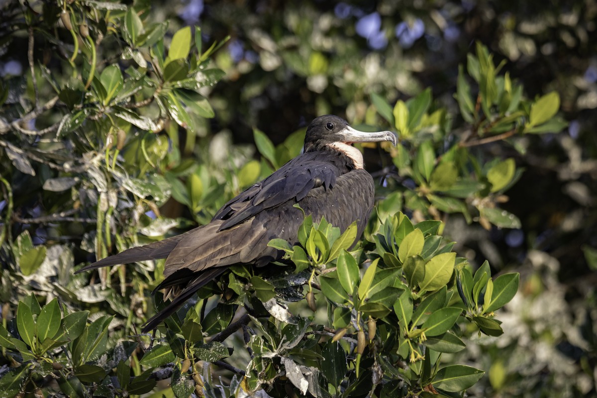 Magnificent Frigatebird - ML634352297