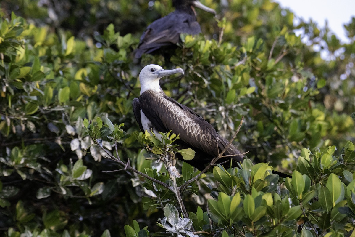 Magnificent Frigatebird - ML634352298