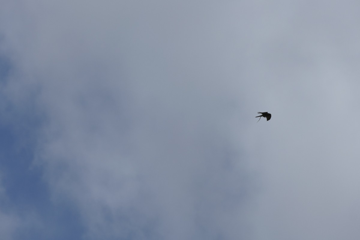 Turmfalke - ML634352317
