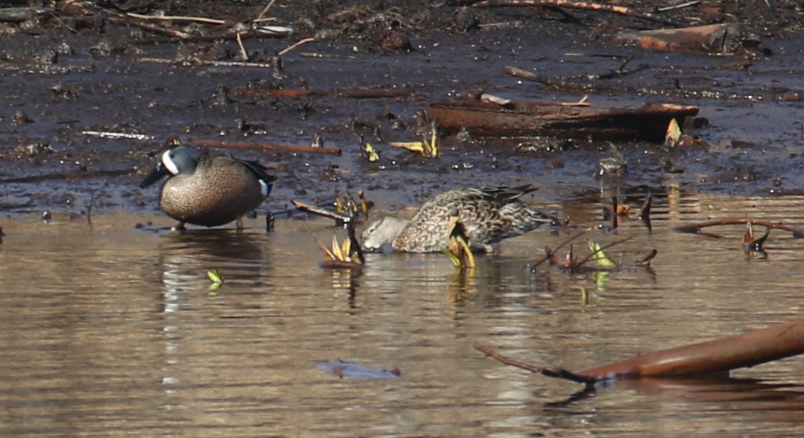 ミカヅキシマアジ - ML634352342