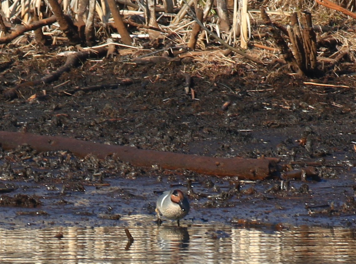 コガモ - ML634352391