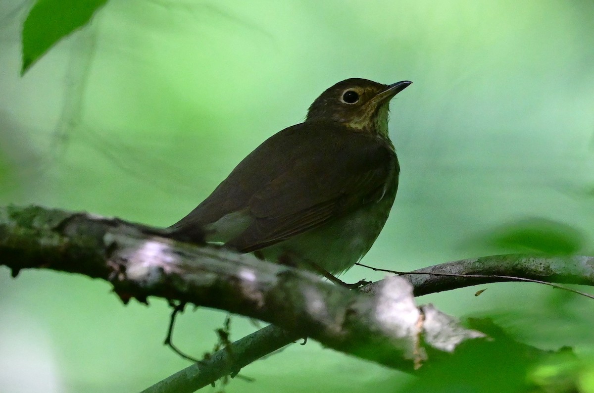 Swainson's Thrush - ML634352408