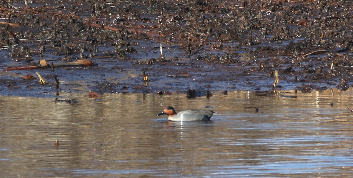 コガモ - ML634352413