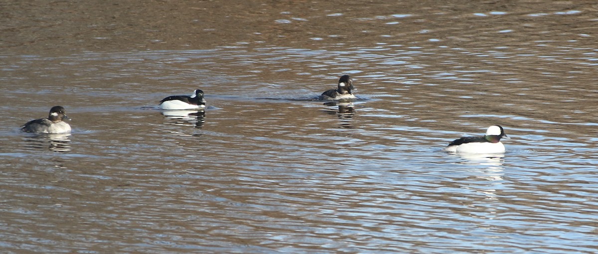 ヒメハジロ - ML634352490