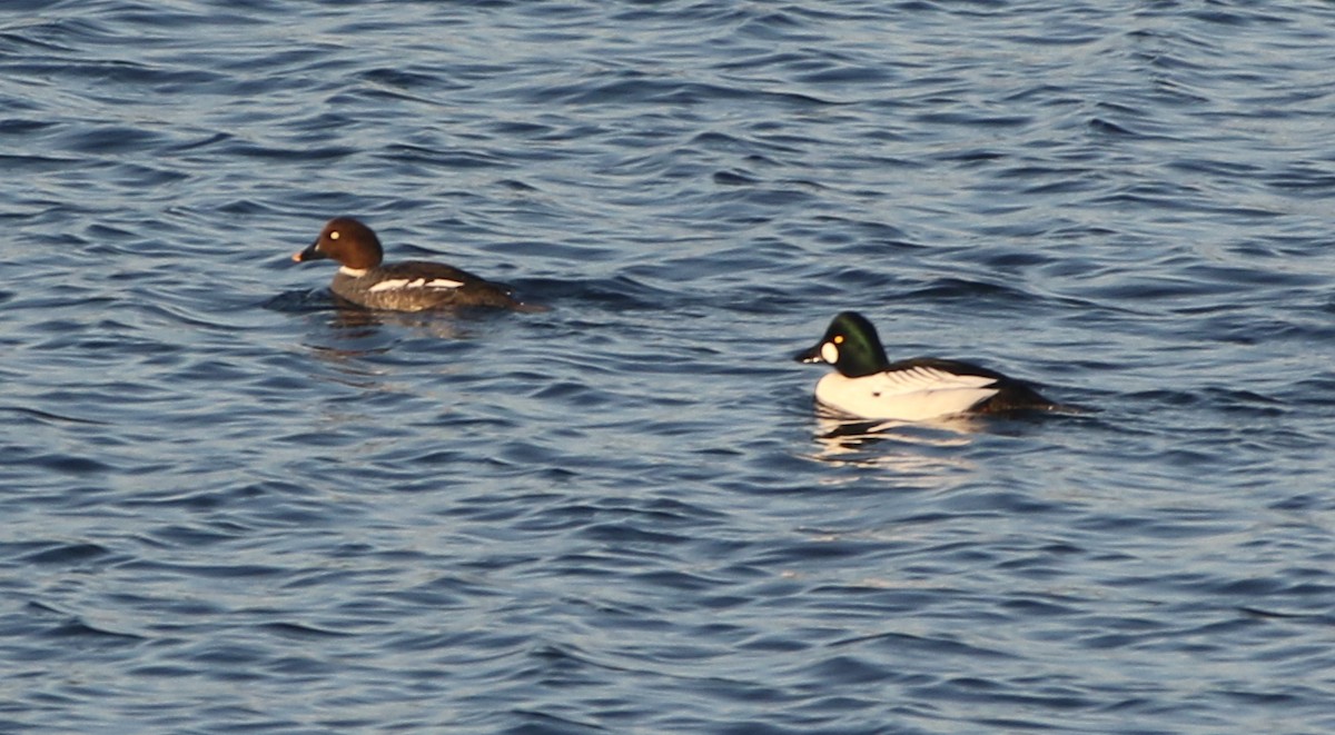 ホオジロガモ - ML634352513