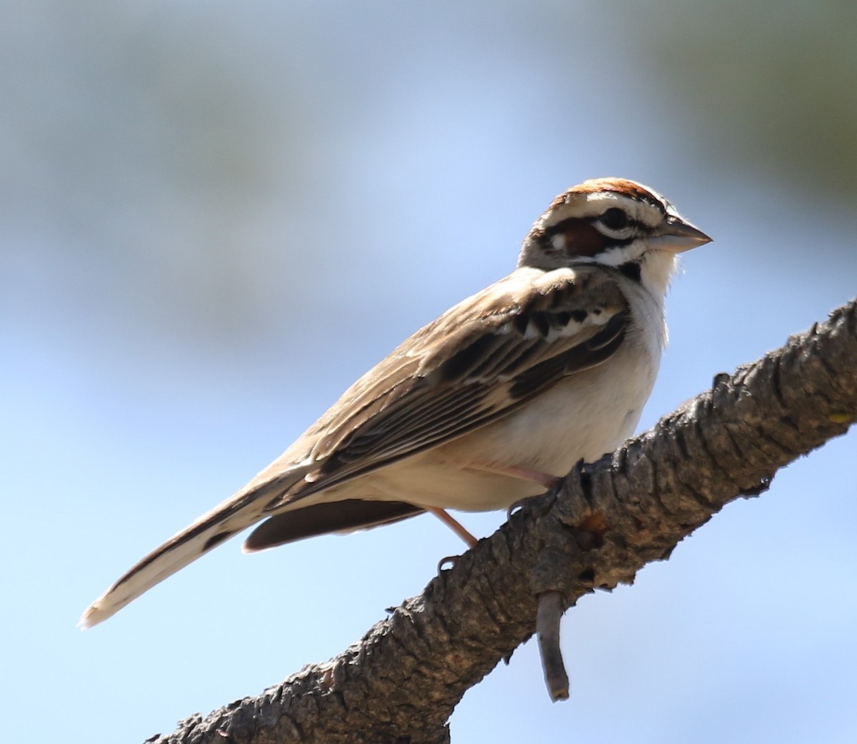 Lark Sparrow - ML634352529