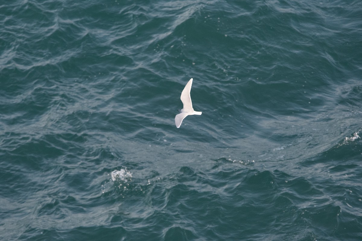 Little Gull - ML634352545