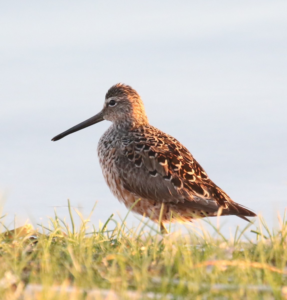 Long-billed Dowitcher - ML634352562