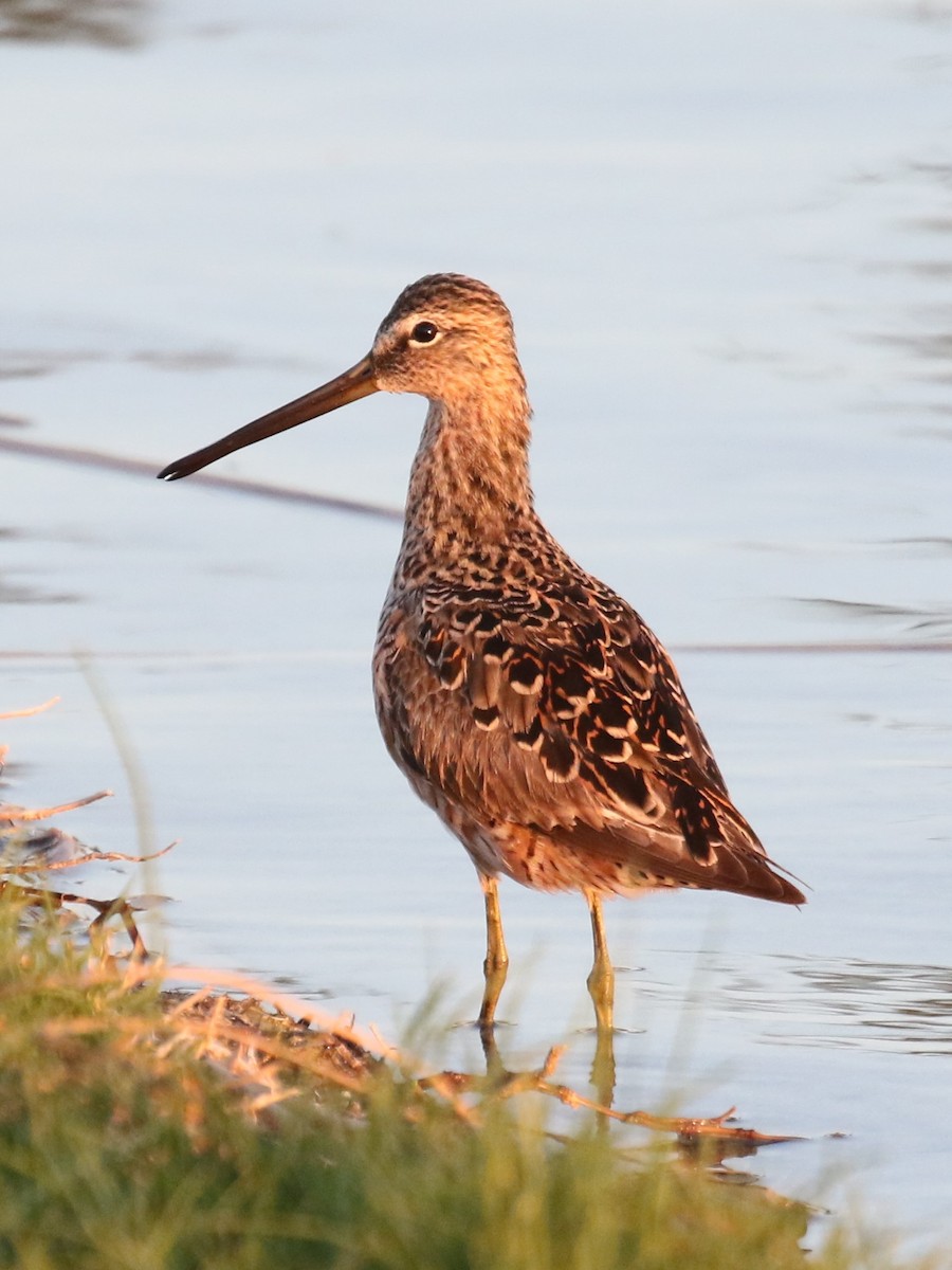 Long-billed Dowitcher - ML634352586