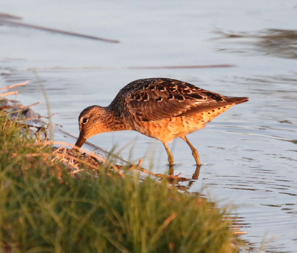 Long-billed Dowitcher - ML634352592