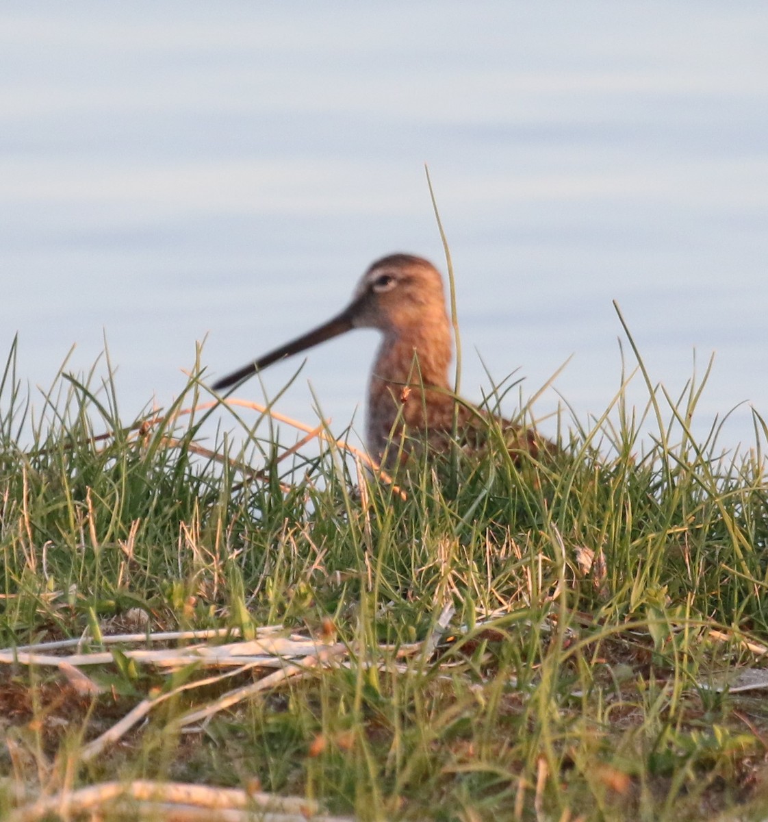 Long-billed Dowitcher - ML634352601