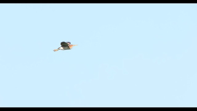 コヨシゴイ - ML634352643