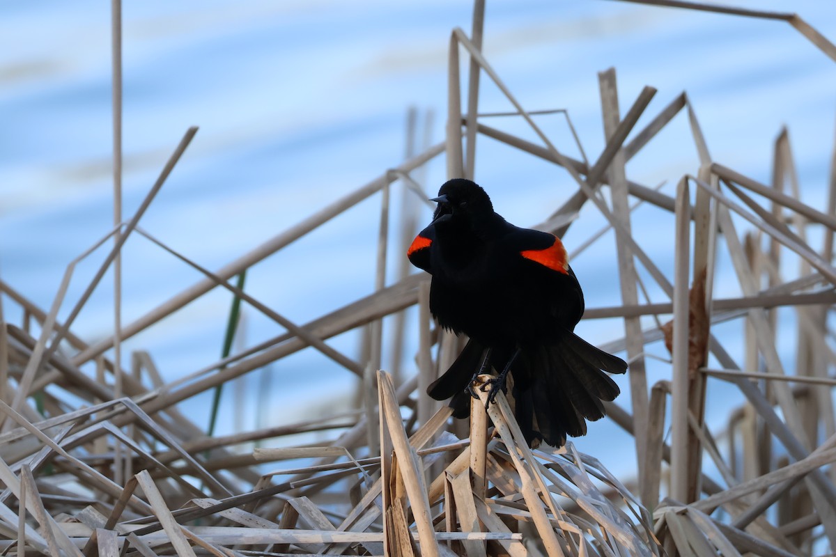 Red-winged Blackbird - ML634352649