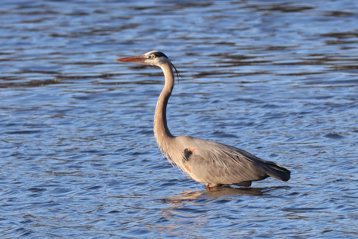 Great Blue Heron - ML634352675