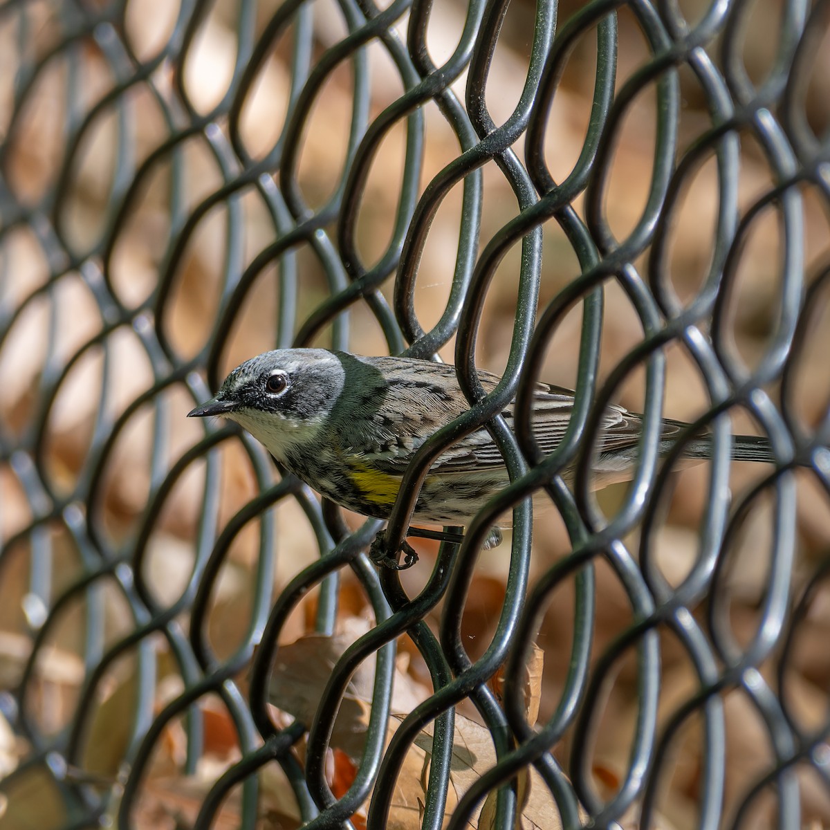 Yellow-rumped Warbler - ML634352728