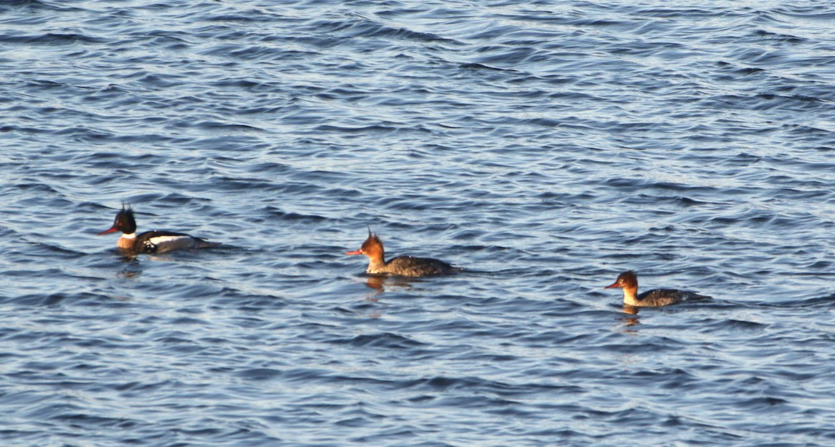 ウミアイサ - ML634352791