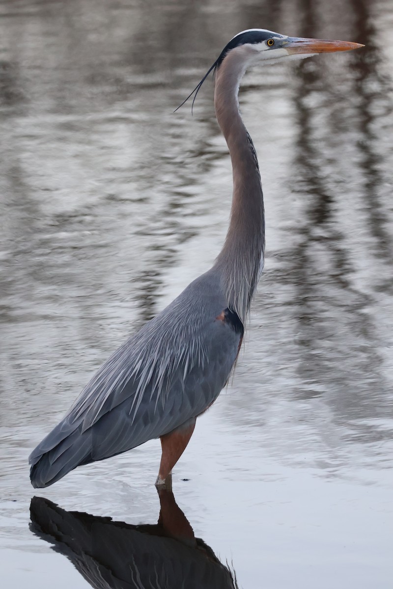 Great Blue Heron - ML634352829