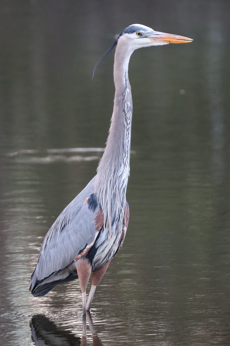 Great Blue Heron - ML634352830
