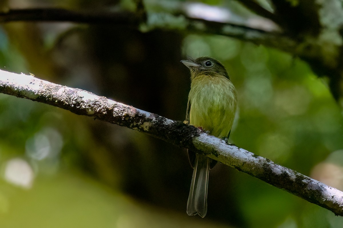 Fulvous-breasted Flatbill - ML634352831