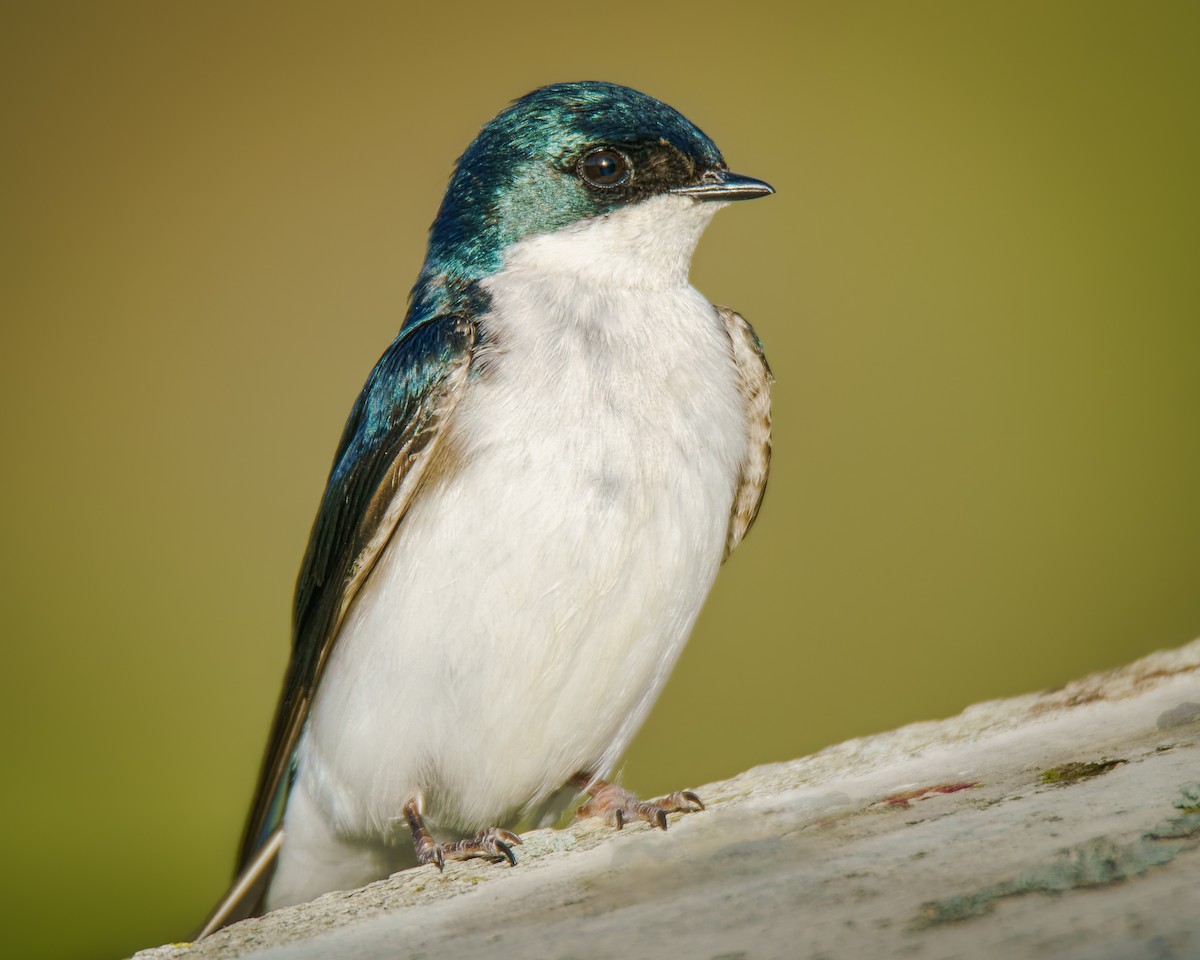 Tree Swallow - ML634352862