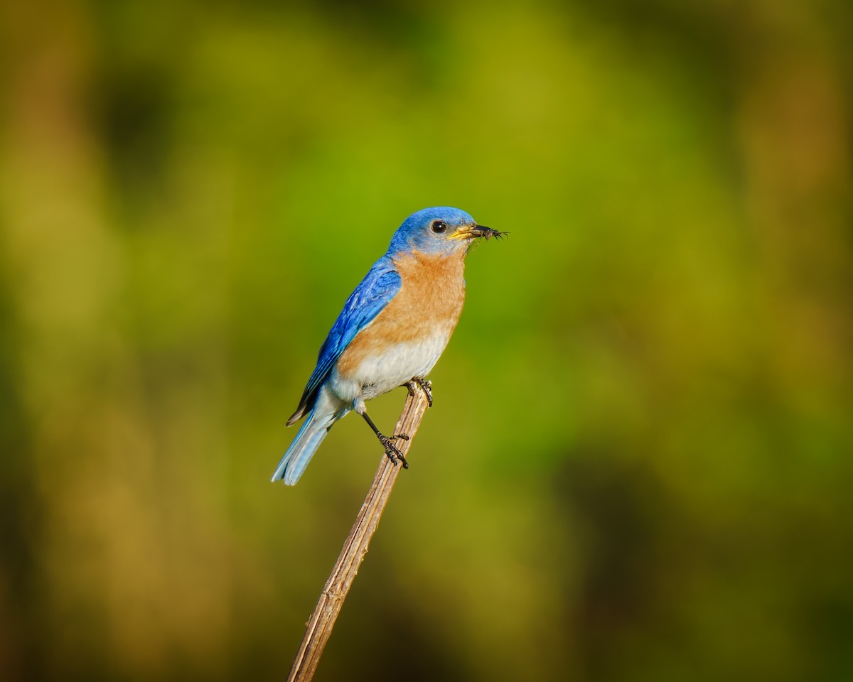 Eastern Bluebird - ML634352872