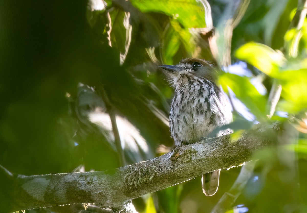 Lanceolated Monklet - ML634352881