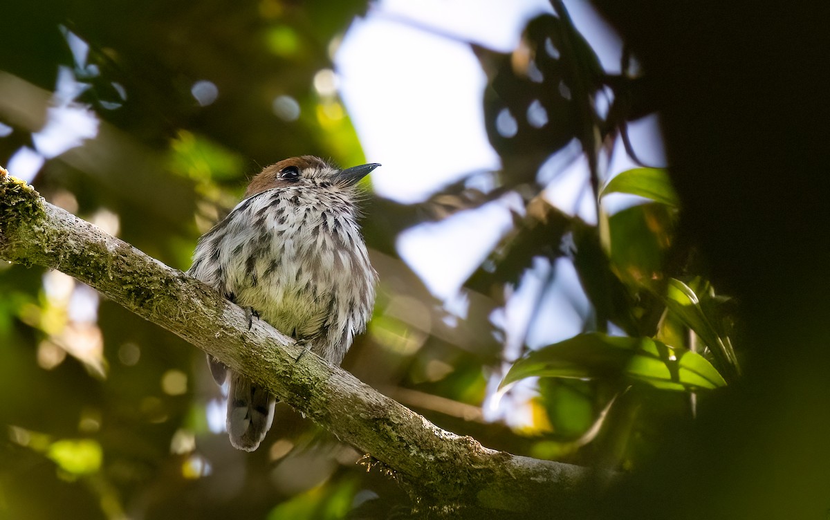 Lanceolated Monklet - ML634352884