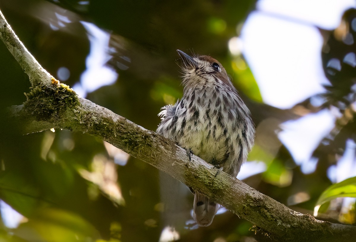 Lanceolated Monklet - ML634352890