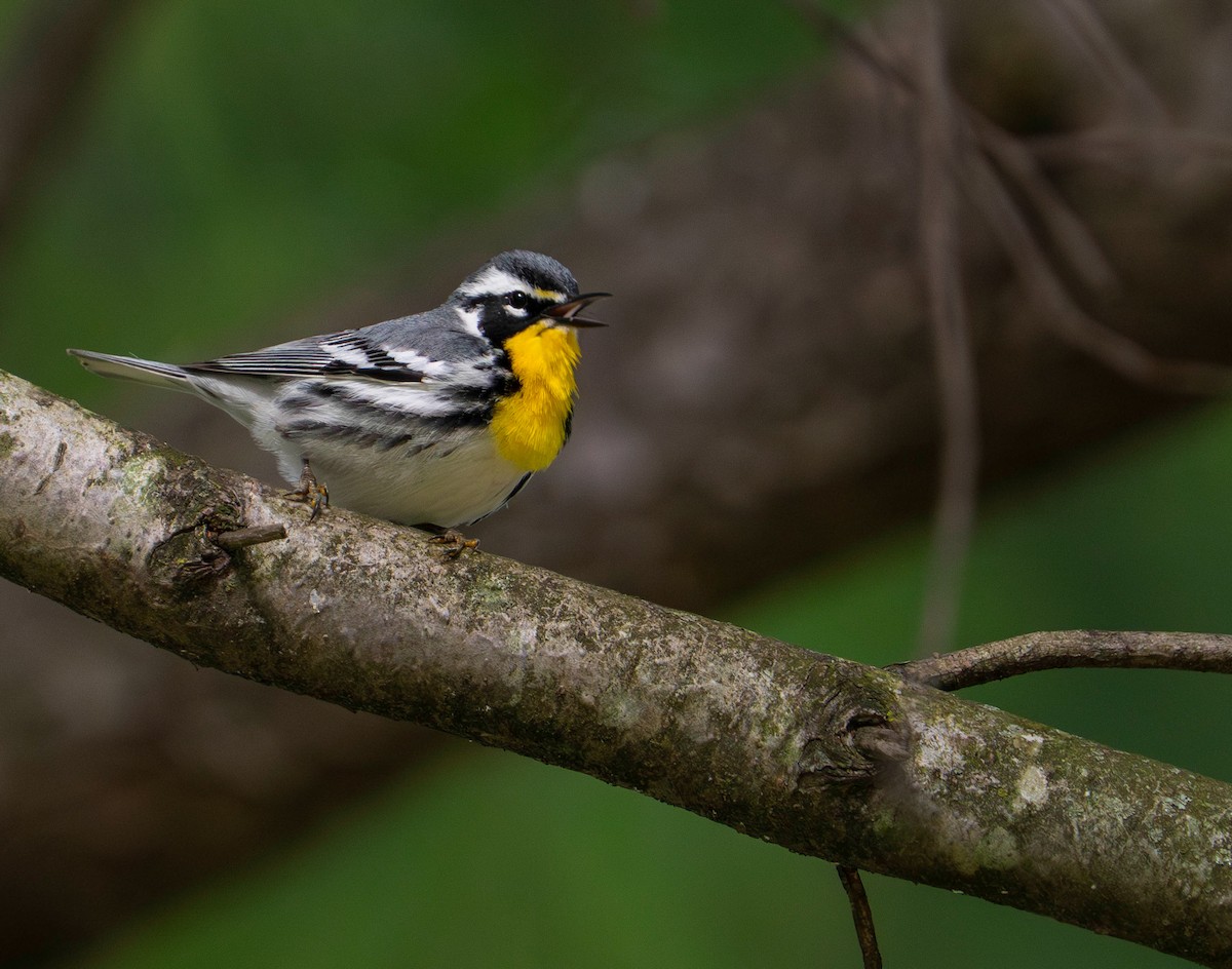 Yellow-throated Warbler - ML634352905