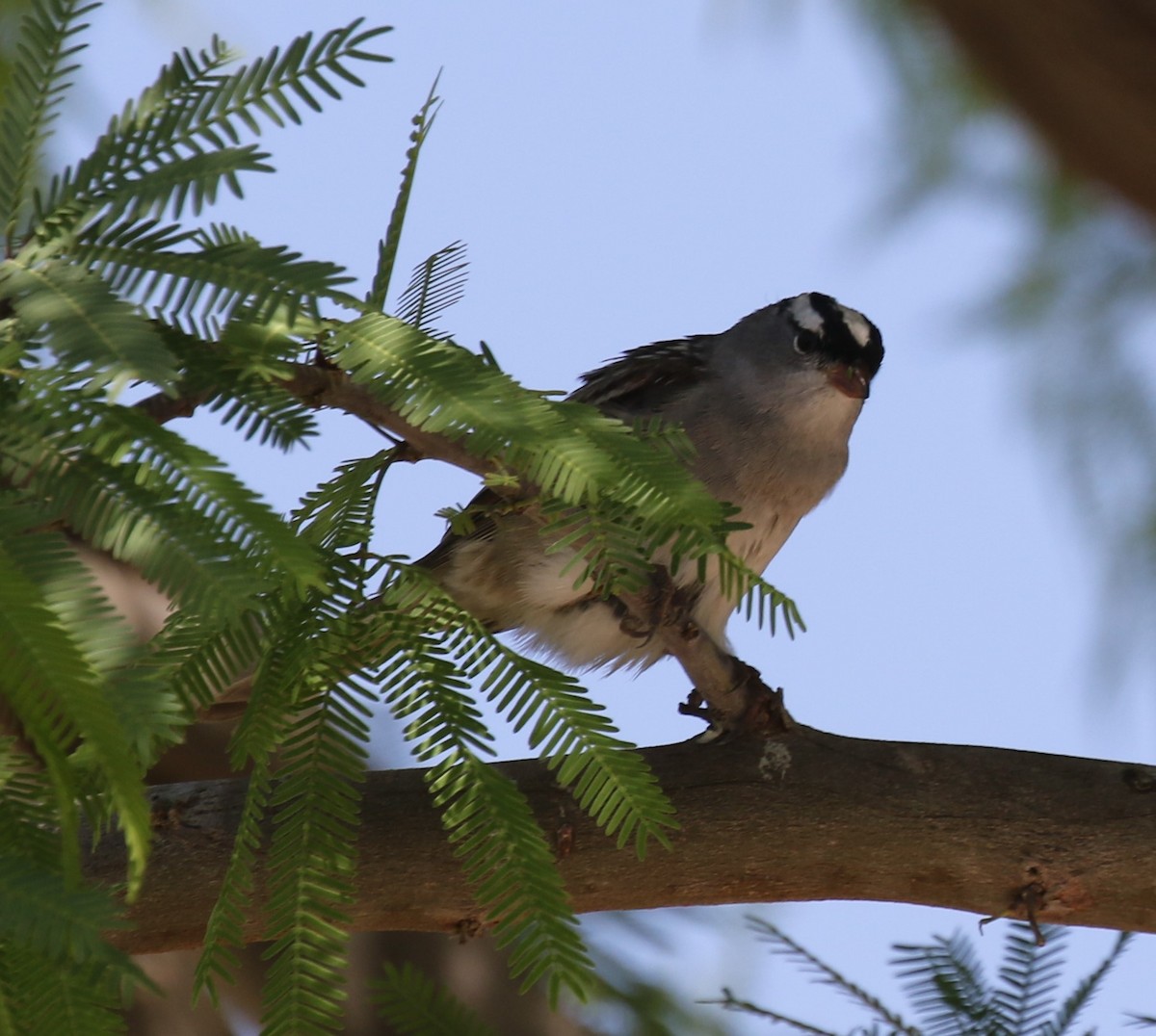White-crowned Sparrow (Dark-lored) - ML634353011