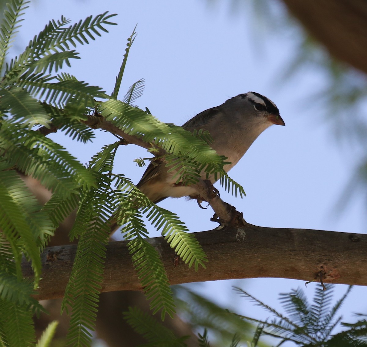White-crowned Sparrow (Dark-lored) - ML634353019