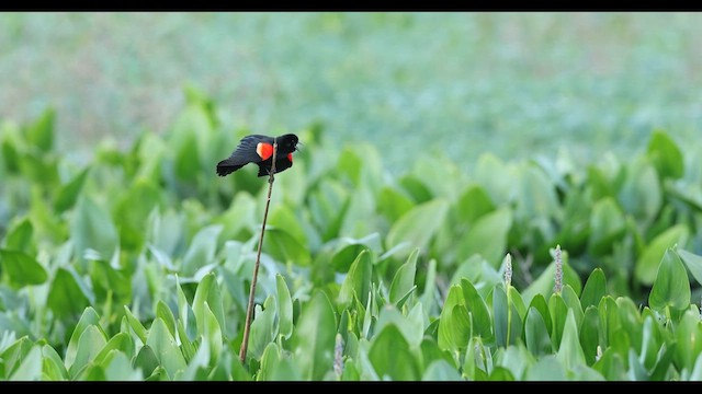 Red-winged Blackbird - ML634353091