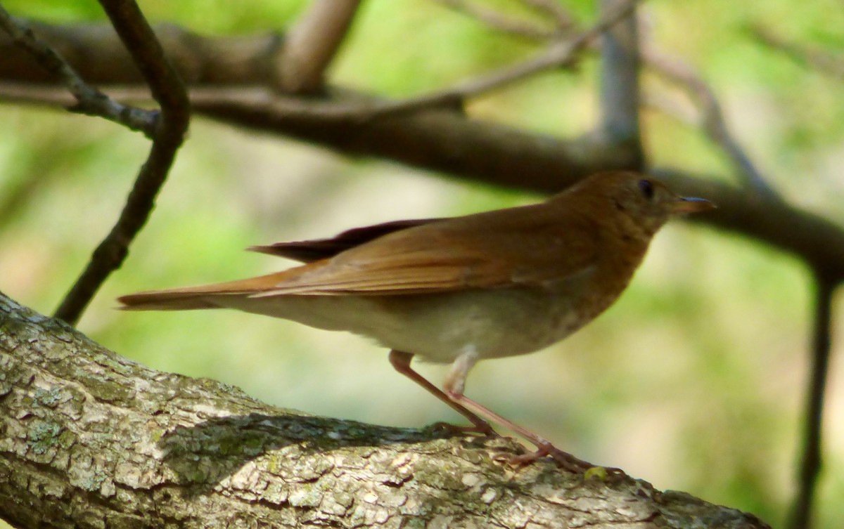 Veery - ML634353145