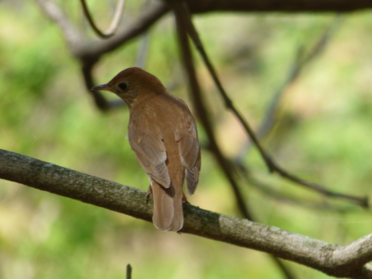 Veery - ML634353146
