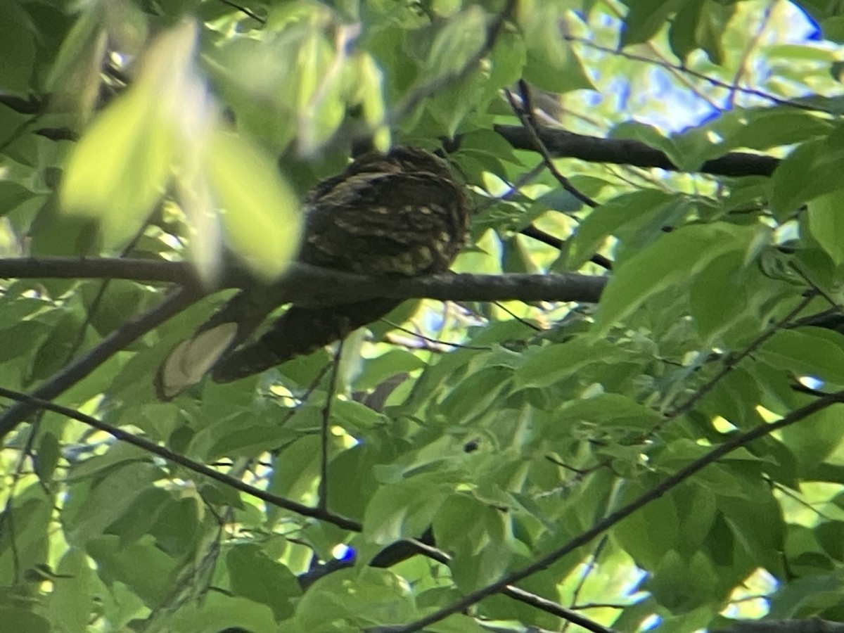 Eastern Whip-poor-will - ML634353221