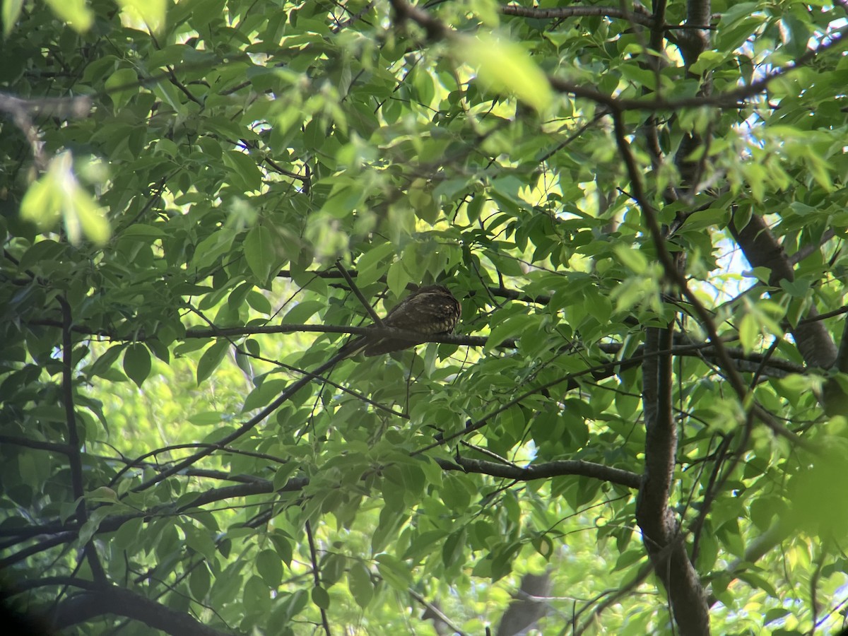 Eastern Whip-poor-will - ML634353222