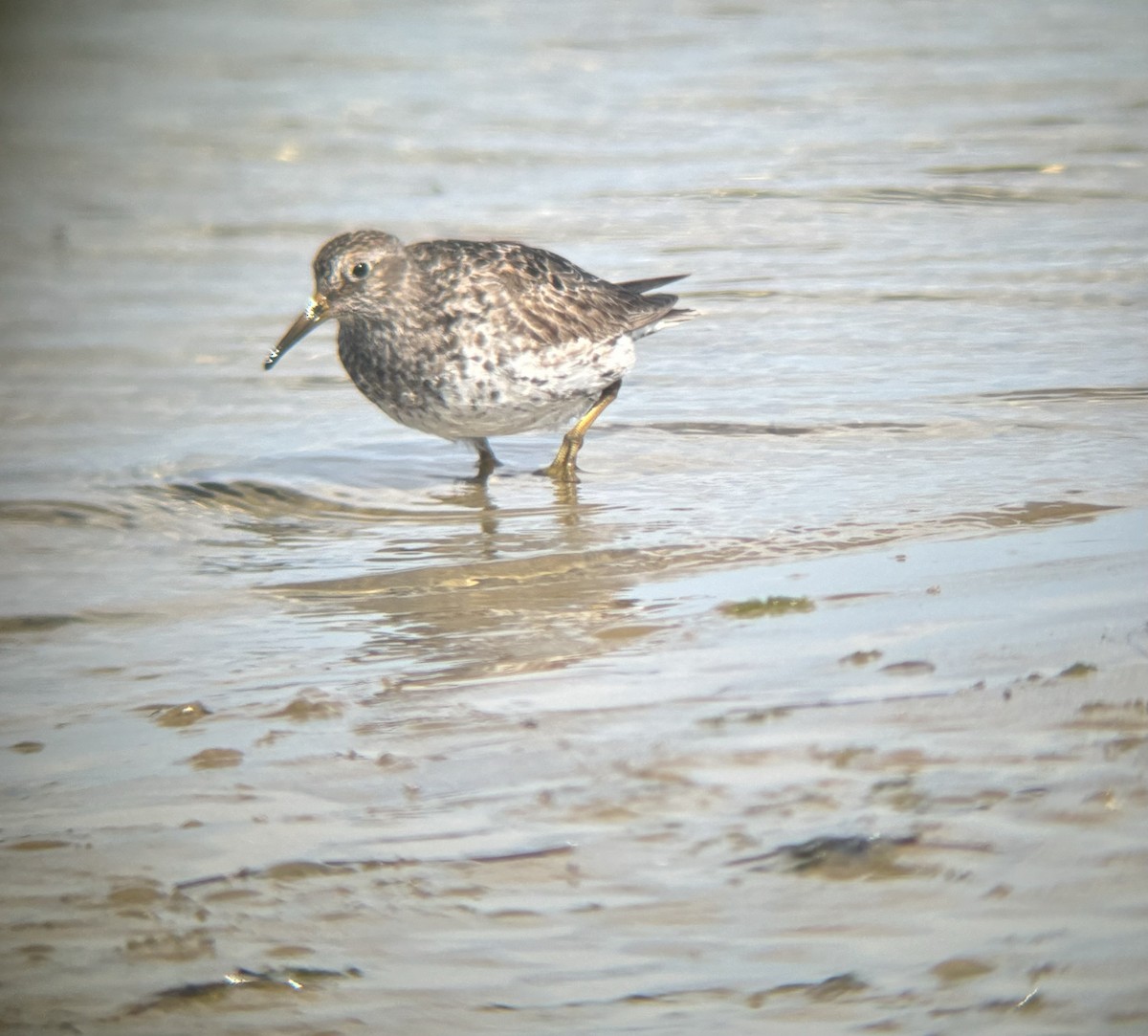 Purple Sandpiper - ML634353284