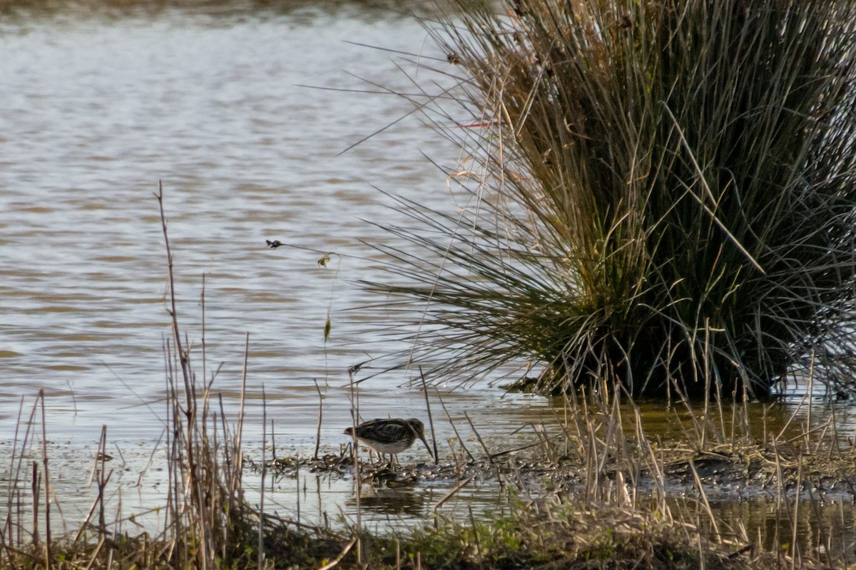 Jack Snipe - ML634353301