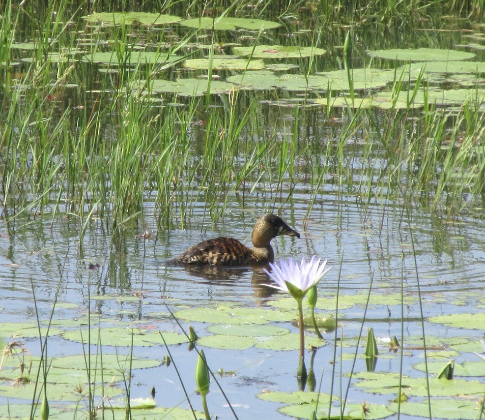 Dendrocygne à dos blanc - ML634353344