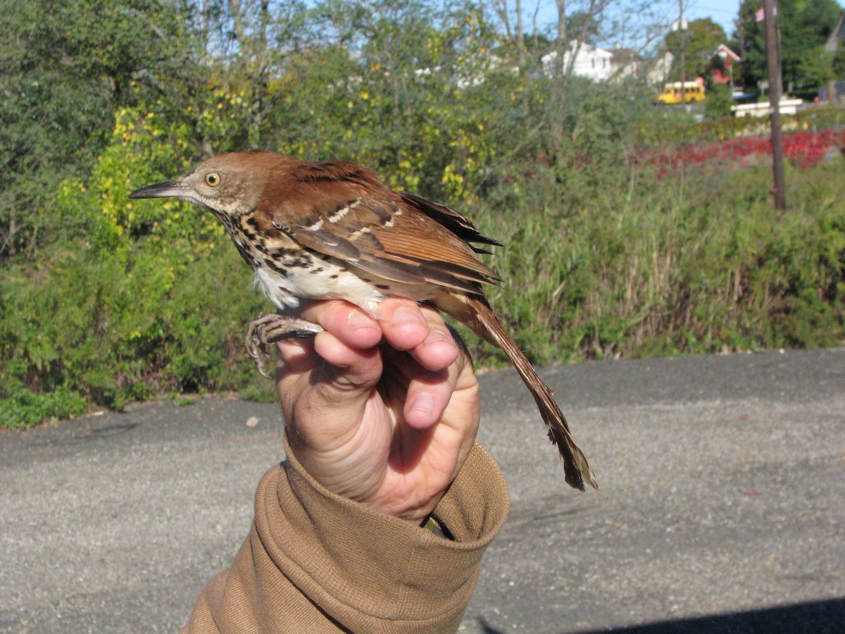 Brown Thrasher - ML634353448