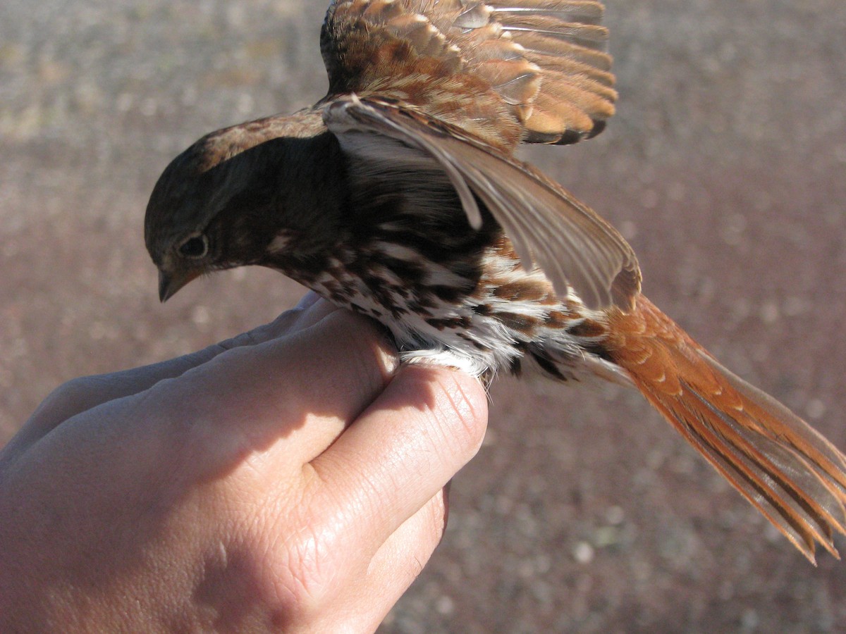 Fox Sparrow (Red) - ML634353460