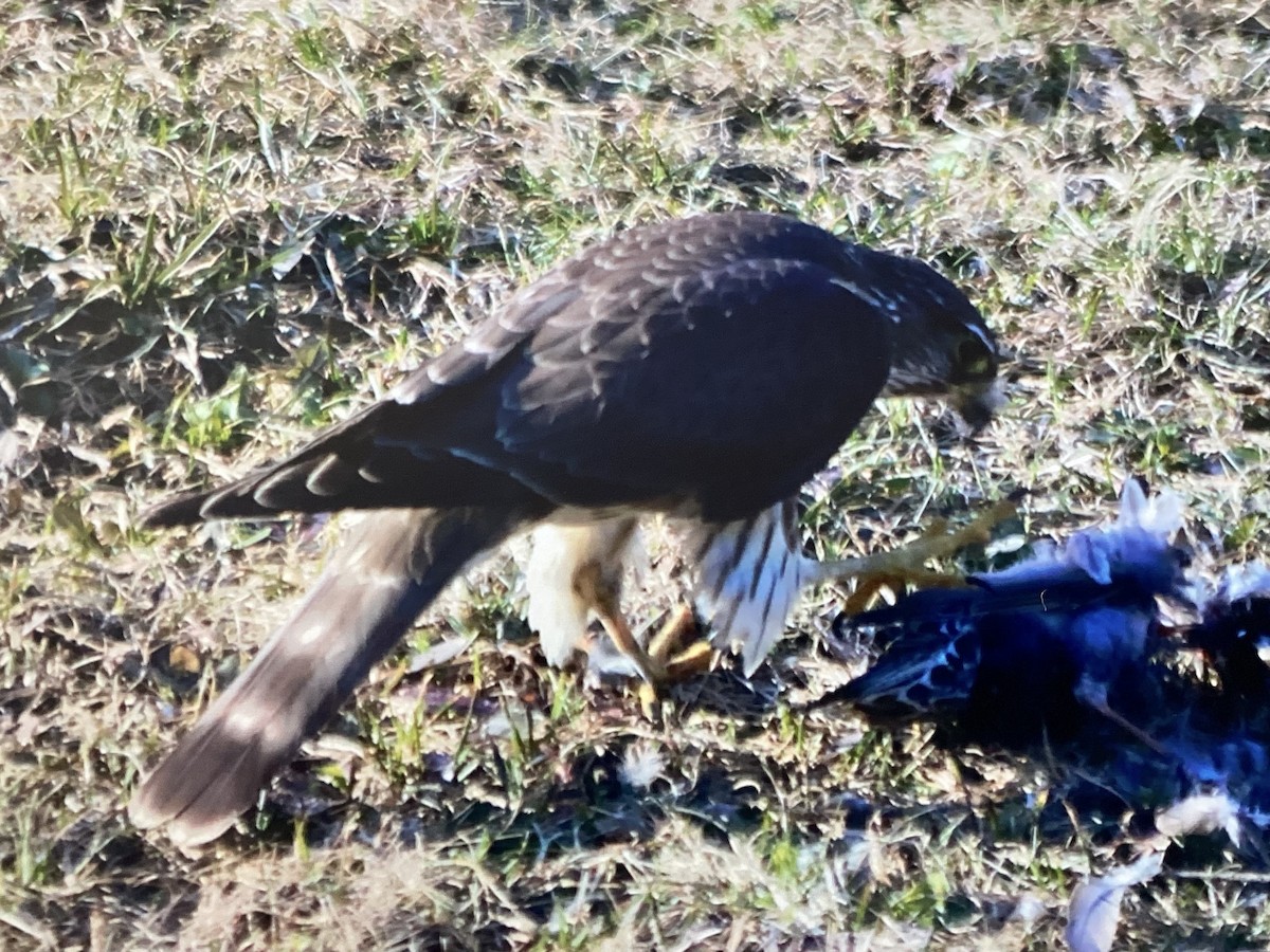 Merlin - ML634353501