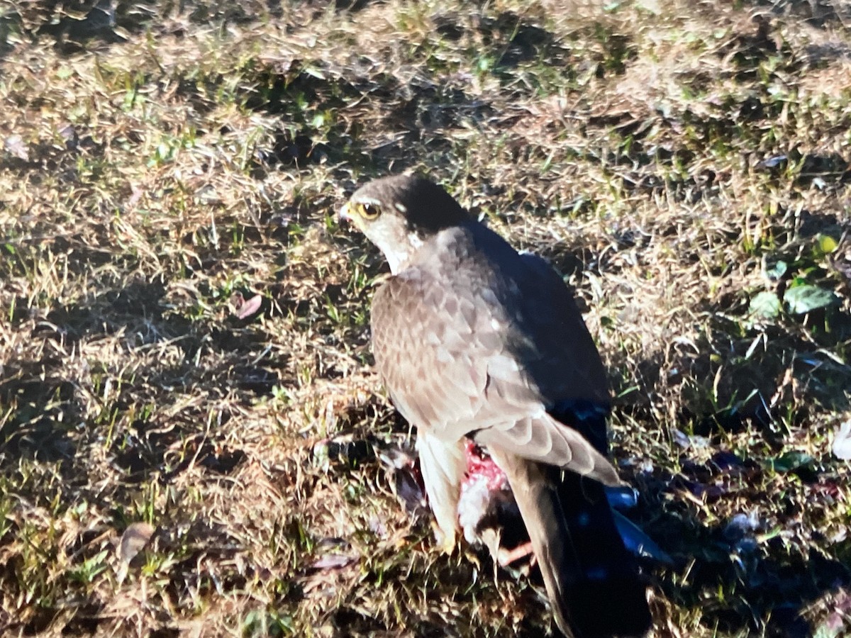 Merlin - ML634353502