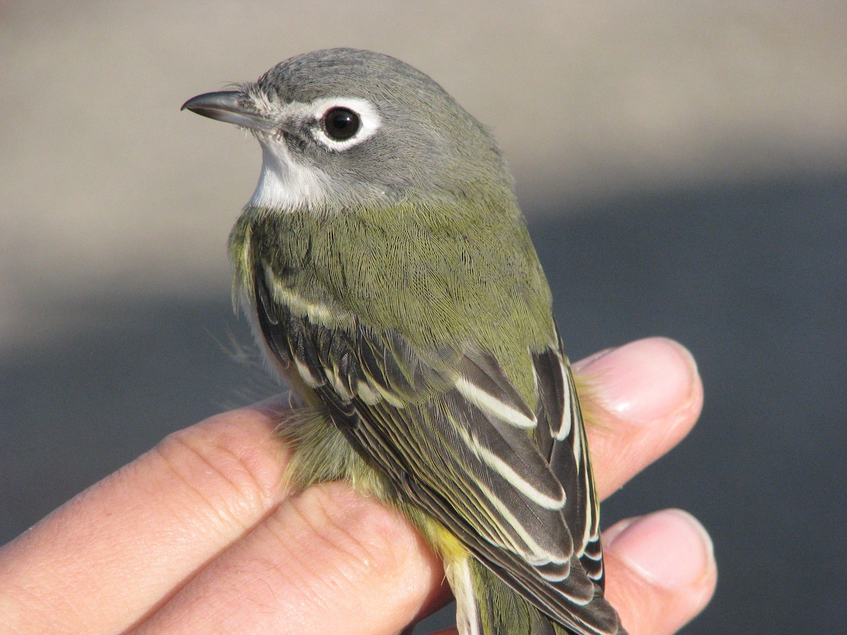 Blue-headed Vireo - ML634353509