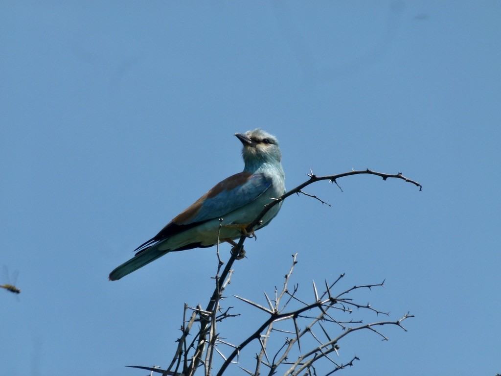 European Roller - ML634353517