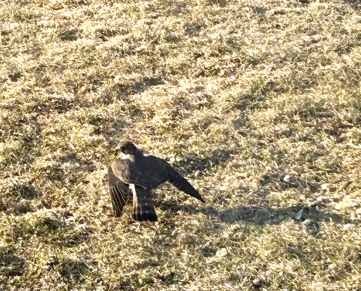 Merlin - ML634353532